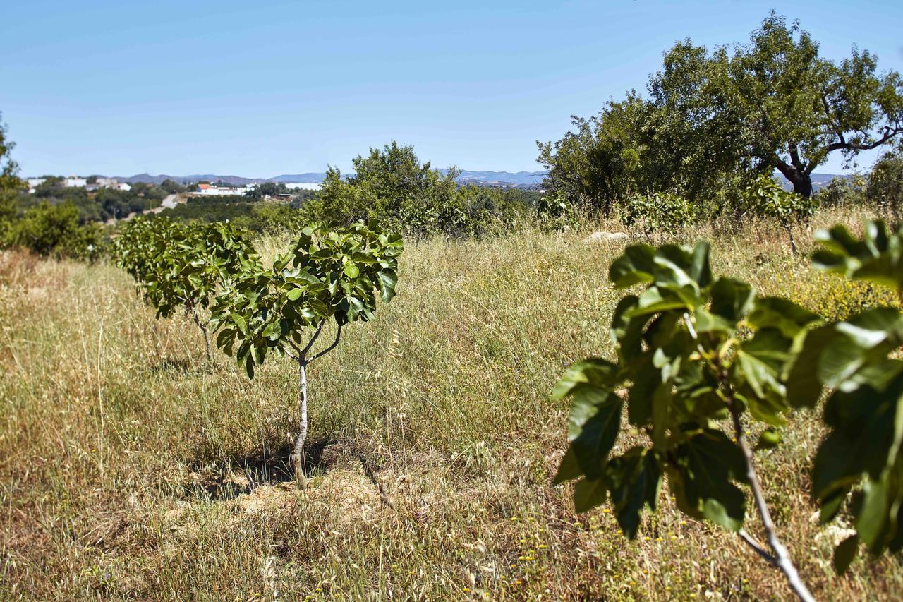 Monte Do Alamo - Turismo Rural Tavira Esterno foto